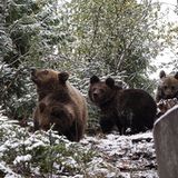 Eine Waisenstation für Bären - Bild 9