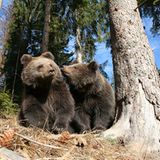 Eine Waisenstation für Bären - Bild 10