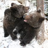 Eine Waisenstation für Bären - Bild 11