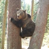 Eine Waisenstation für Bären - Bild 13