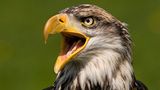 Adler
