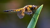 Libelle