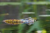 Frosch