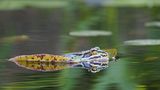 Frosch