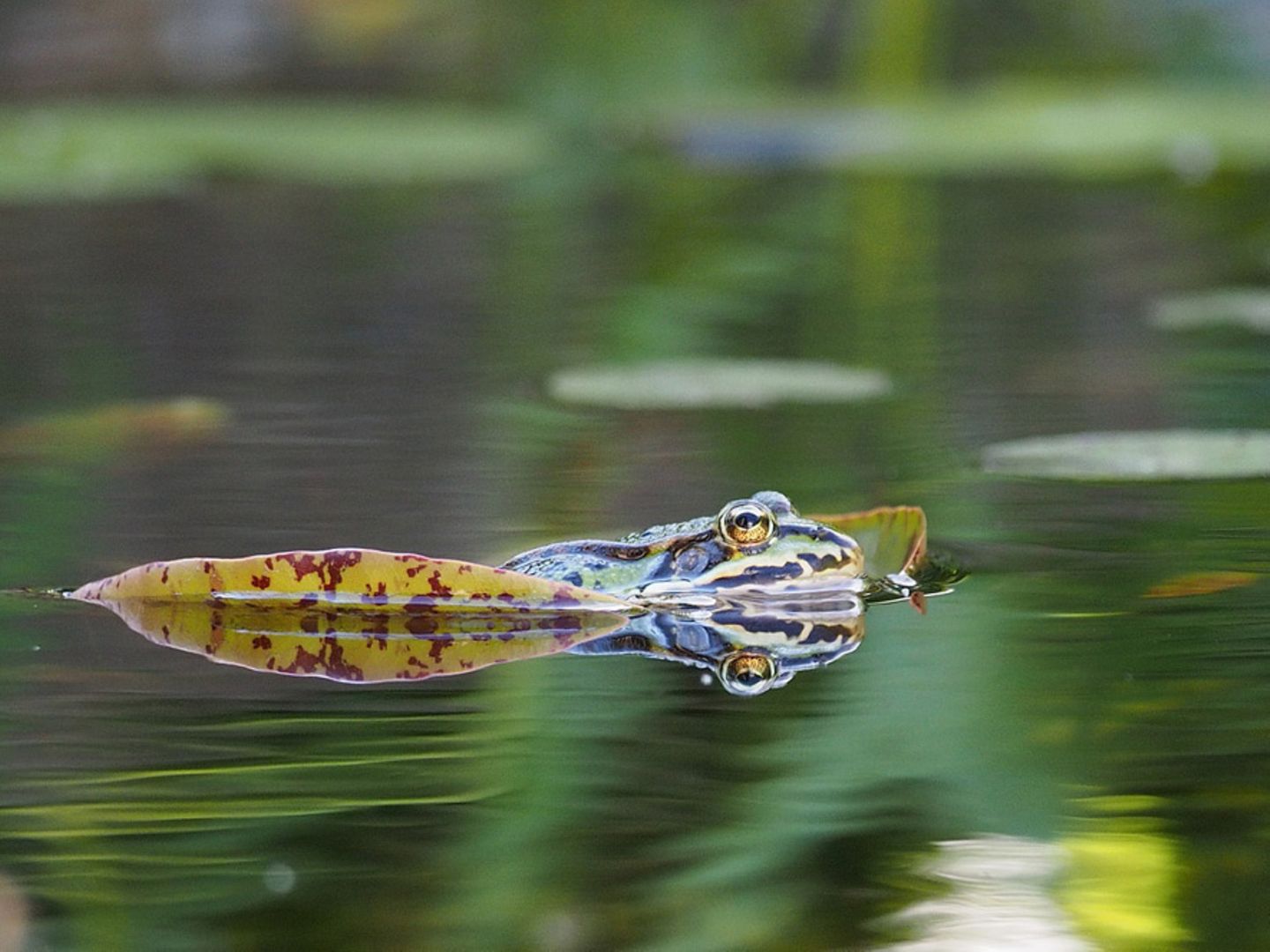 Frosch