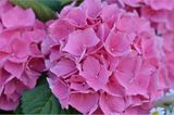 Hortensie