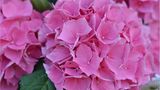 Hortensie