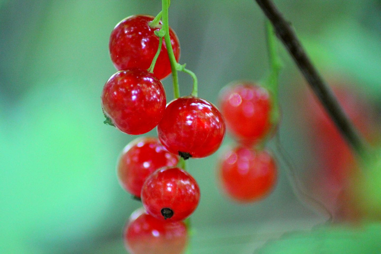 Johannisbeeren