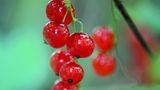 Johannisbeeren
