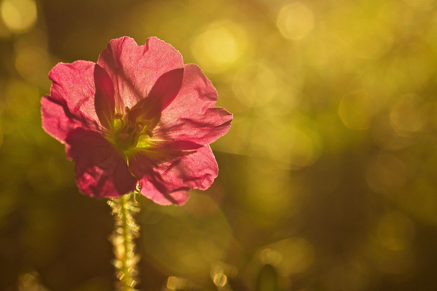 Gegenlicht