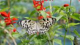 Schmetterling