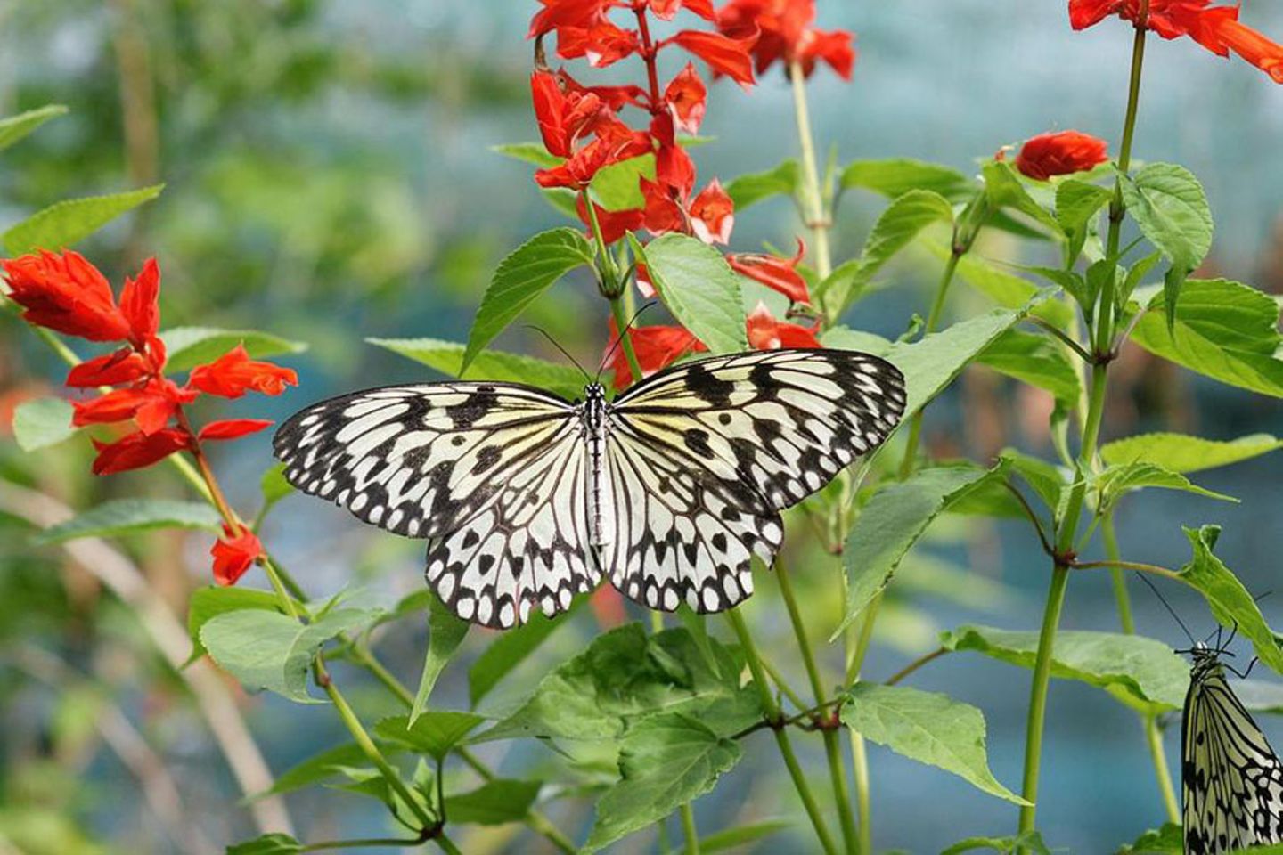Schmetterling