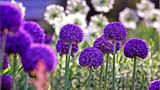 Blumenpracht