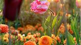 Tulpen aus Holland