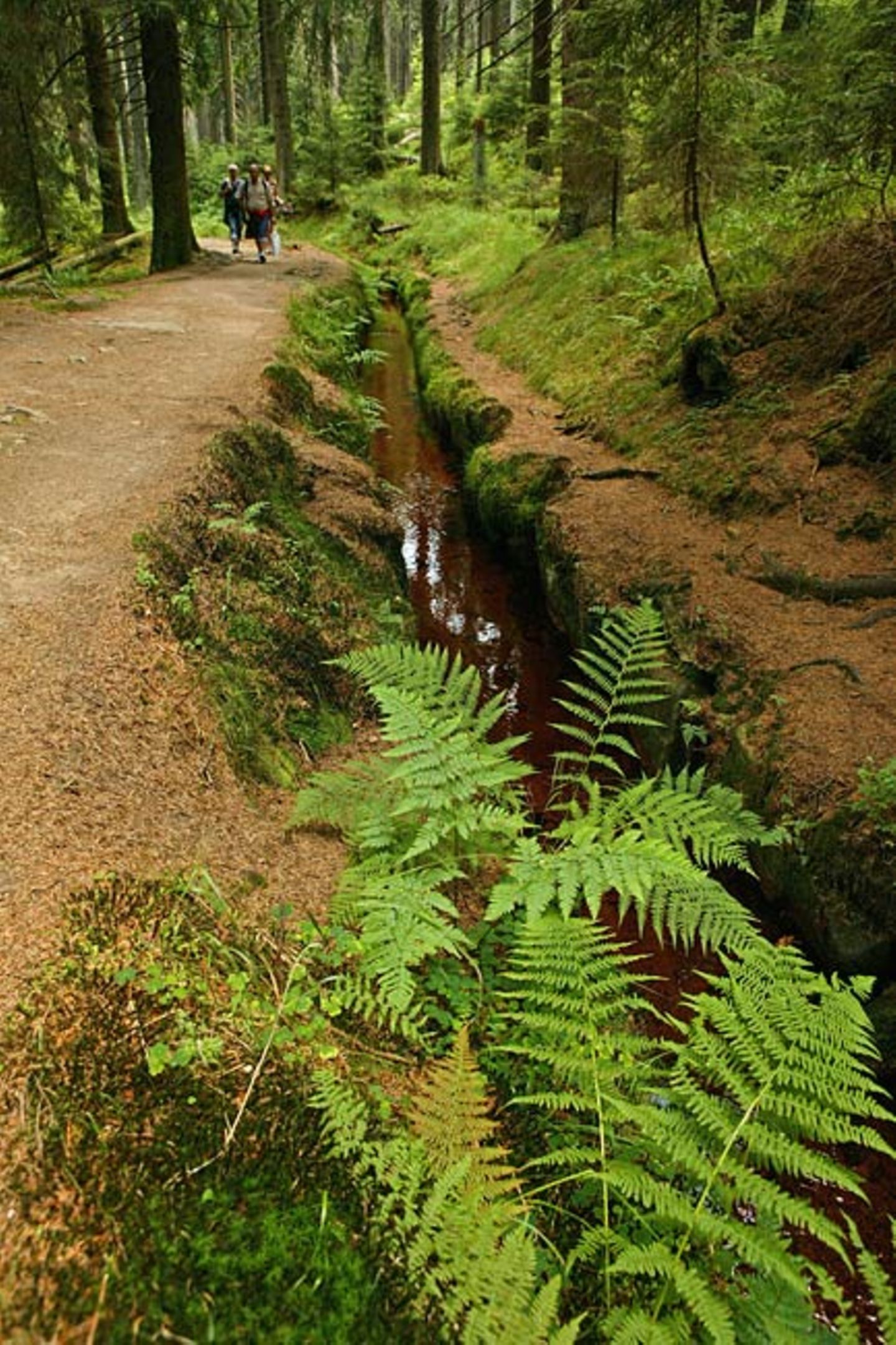 Waldesruh: der Hochmoor Wanderweg zum Brocken