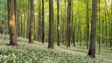 Waldesruh: Nationalpark Hainich