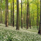 Waldesruh: Nationalpark Hainich