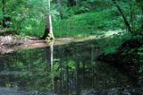 Grüner geht's nicht: das Kupferbachtal in Bayern