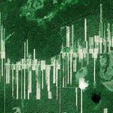 Moll in the rainforest