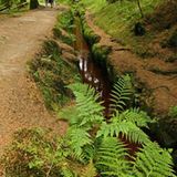 Waldesruh: der Hochmoor Wanderweg zum Brocken