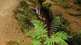 Waldesruh: der Hochmoor Wanderweg zum Brocken