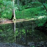 Grüner geht's nicht: das Kupferbachtal in Bayern