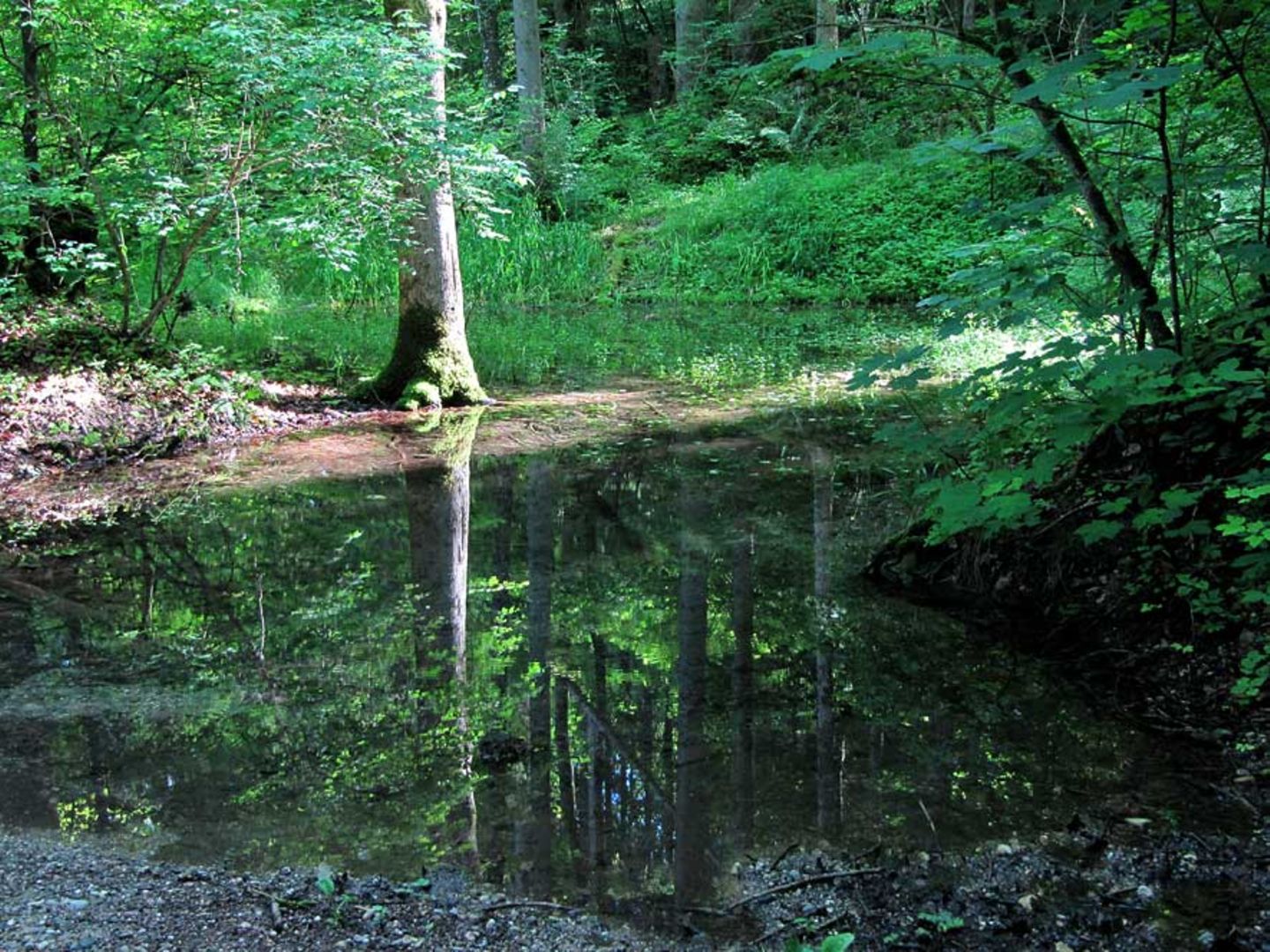 Grüner geht's nicht: das Kupferbachtal in Bayern