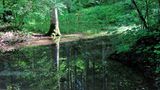 Grüner geht's nicht: das Kupferbachtal in Bayern