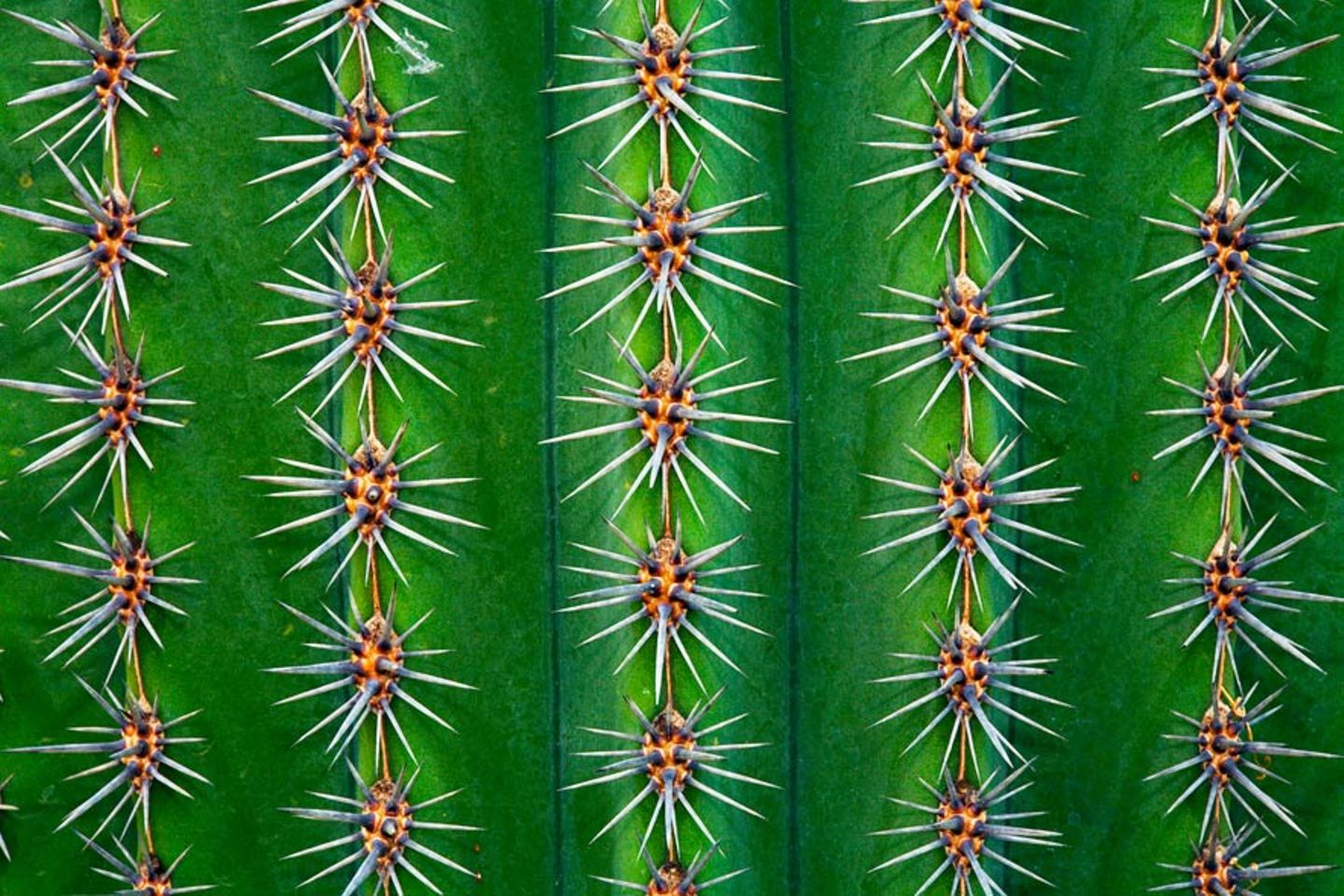 Die besten Naturfotografien 2013