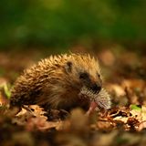 Die besten Naturfotografien 2013