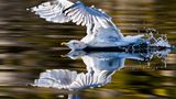 Die besten Naturfotografien 2013
