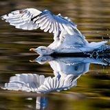 Die besten Naturfotografien 2013