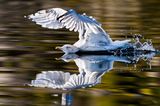 Die besten Naturfotografien 2013