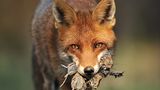 Die besten Naturfotografien 2013