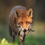 Die besten Naturfotografien 2013