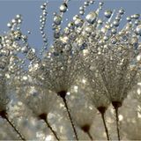 Die besten Naturfotografien 2013