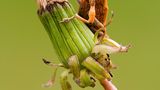 Die besten Naturfotografien 2013