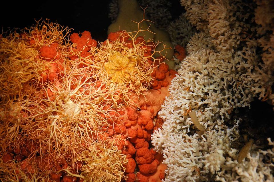 Meeresbiologie: Tauchfahrt zu Korallen