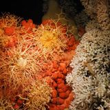 Lophelia pertusa
