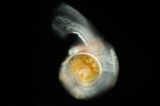 Pteropode
