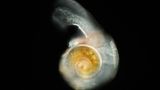 Pteropode