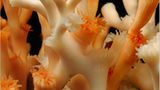 Lophelia pertusa