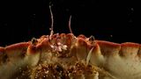 Cancer pagurus