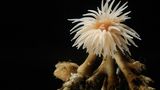 Protanthea simplex