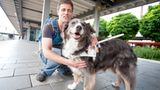 Blindenhunde: Gespann mit guter Führung