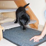 Hunde: Blindenhunde: Gespann mit guter Führung - Bild 2