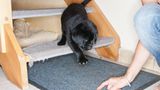 Hunde: Blindenhunde: Gespann mit guter Führung - Bild 2