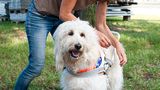 Hunde: Blindenhunde: Gespann mit guter Führung - Bild 3
