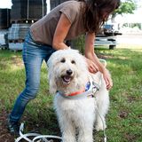 Hunde: Blindenhunde: Gespann mit guter Führung - Bild 3