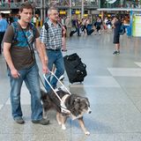 Hunde: Blindenhunde: Gespann mit guter Führung - Bild 4